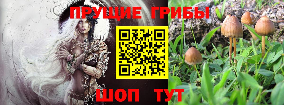 Грозный  Псилоцибиновые грибы MAGIC MUSHROOMS  наркота  Вход с VPN 